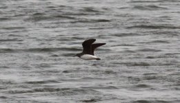 Green Sandpiper.jpg