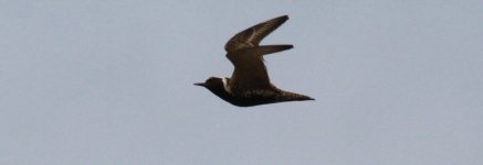 Pacific Golden Plover.jpg