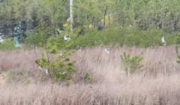 White-winged Tern.jpg