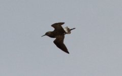 Wood Sandpiper.jpg