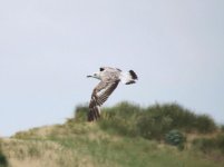 gull sp 30.6.15.jpg