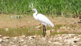 Little Egret.jpg