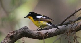 Yellow-rumped Flycatcher.jpg