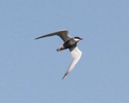 Whiskered Tern.jpg