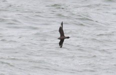 ARCTIC SKUA 006.jpg