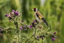 Goldfinch AB 2J4A8267.jpg