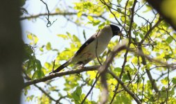 Chinese Grosbeak male.jpg