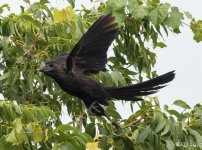 Smoth Billed Ani 3 7-29-2015.jpg