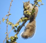 squirrel montrose CH P900 1800mm DSCN7602.jpg