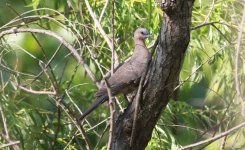 Spotted Dove.jpg