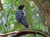 Great Curassow kl.jpg