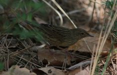 Lanceolated Warbler.jpg