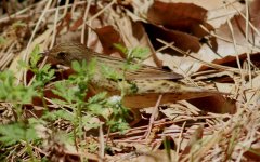 Lanceolated Warbler 2.jpg