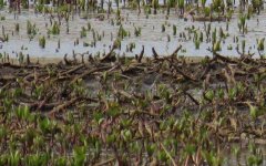 wood sand pics 063.jpg