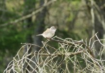 wood sand pics 045.jpg