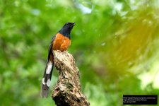 White-rumped Shama 2.jpg