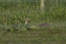 Corn Crake6 290515.jpg