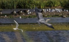 Grey Heron A 2J4A0785.jpg