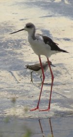 IMG_3424 Black-winged Stilt @ RDBT.jpg