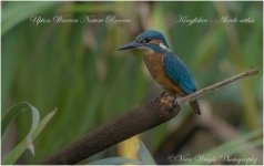 DSC_0340Kingfisher - Alcedo atthis.jpg