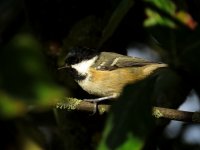 Coal Tit 1 (1024x770).jpg