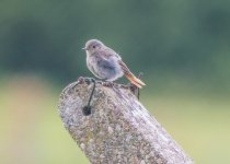 A Black redstart (Phoenicurus ochruros) Chatterley Whitfield North Staffordshire 180715 01.jpg