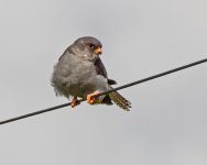 A  Red Footed Falcon (Falco vespertinus) Chatterley Whitfield 180715 2.jpg