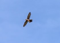 A  Red Footed Falcon (Falco vespertinus) Chatterley Whitfield 180715 1.jpg