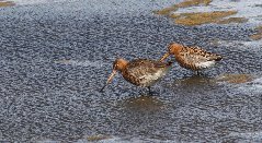 godwits.jpg