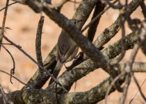 Warbler Western Subalpine Warbler (Sylvia inornata) Cabranosa Sagres 061015 03LQ.jpg