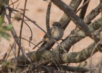 Warbler Western Subalpine Warbler (Sylvia inornata) Cabranosa Sagres 061015 02LQ.jpg