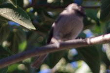 A-bird-IMGP0248-10-11-2015.jpg