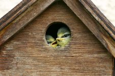 Blue Tit - juvs thumb 1.jpg