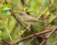 251 bells vireo   11-22-2015.jpg