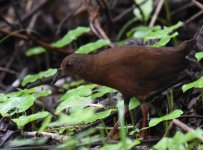 Uniform Crake_La Fortuna_040116b.jpg