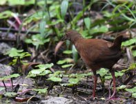 Uniform Crake_La Fortuna_040116c.jpg