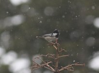 Coal Tit in the snow.jpg