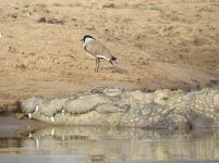 River Lapwing.jpg