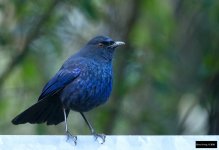 Taiwan Whistling-Thrush.jpg