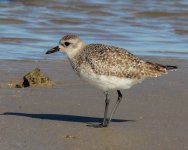 shorebird-3.jpg