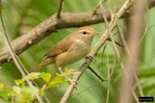 Manchurian Bush-Warbler.jpg