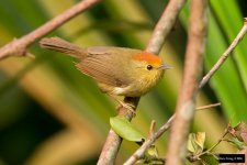 Rufous-capped Babbler 3.jpg