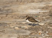 common sandpiper pier harbour lamma HK D7200 300PF_DSC6977.jpg