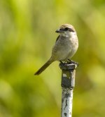 brown shrike lamma HK D7200 300PF_DSC7487.jpg