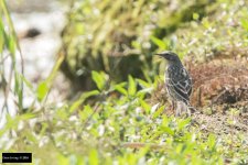 Rosy Pipit.jpg