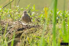 Rosy Pipit 2.jpg