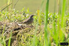 Rosy Pipit 3.jpg