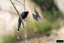 Taiwan Blue Magpie 2.jpg