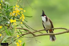 Red-whiskered Bulbul 4.jpg