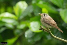 Brown-breasted Flycatcher 2.jpg